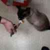 beckercat75